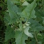 Atriplex sagittata Blad