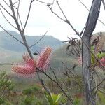 Grevillea gillivrayiFleur