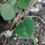 Cissus rotundifolia Blad