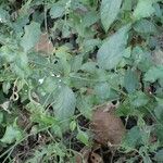 Plumbago zeylanica Other