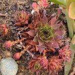 Sempervivum montanumFolha