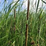 Typha angustifolia花