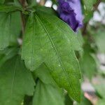 Hibiscus syriacus Lehti