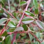 Cotoneaster integrifolius Blad