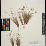 Bulbostylis truncata 花