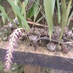 Bulbophyllum josephi Habit