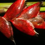 Heliconia reticulata Fruto