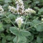 Mentha suaveolensঅন্যান্য