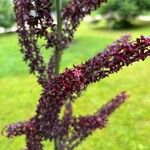 Veratrum nigrum Blüte