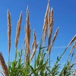 Arundo donax Blomst