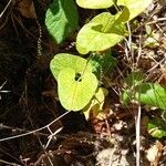 Aristolochia paucinervis Blad