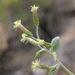 Brickellia californica Flower