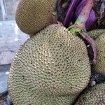 Artocarpus integer Fruit