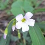 Oxalis debilis Kvet