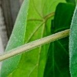 Paulownia tomentosa چھال