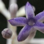 Chassalia boryana Fleur