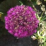 Allium aflatunense 花
