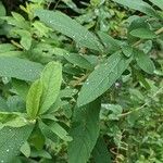 Spiraea salicifolia Blad