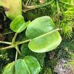 Nepenthes truncata List