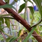 Ludwigia peruviana Bark