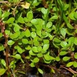 Lythrum portula Leaf