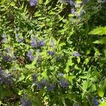 Caryopteris × clandonensisBlomst