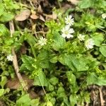 Stellaria neglecta WeiheFlower