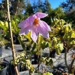 Dahlia imperialis Квітка