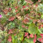Euphorbia dulcis Hábito