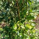 Cinnamomum burmanni Blad