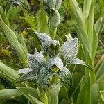 Chloraea magellanica Leaf