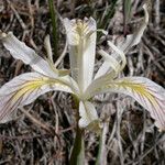 Iris chrysophylla Lorea