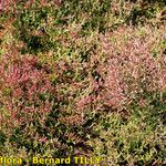 Salicornia procumbens Характер