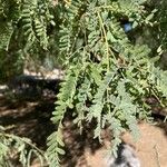 Prosopis velutina Leaf