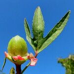 Hibiscus sabdariffa Vrucht