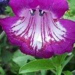 Penstemon hartwegii Çiçek