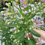 Aster tataricus Blad