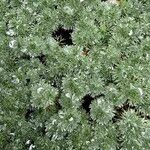 Cotula hispida Hoja