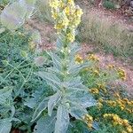 Verbascum densiflorum Habitus