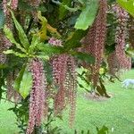 Macadamia tetraphylla Blomma