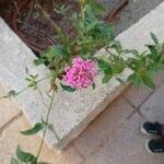 Valeriana lecoqii Flower