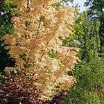 Toona sinensis Habit