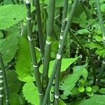 Equisetum laevigatum বাকল