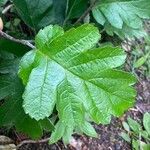 Sorbus intermedia Leaf