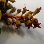 Quintinia oreophila Fruit