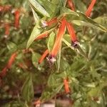 Cuphea ignea Flower