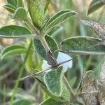 Barleria acanthoides Лист