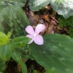 Kaempferia galanga Blüte