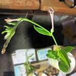 Nicotiana plumbaginifolia Outro