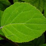 Hydrangea cinerea Leaf